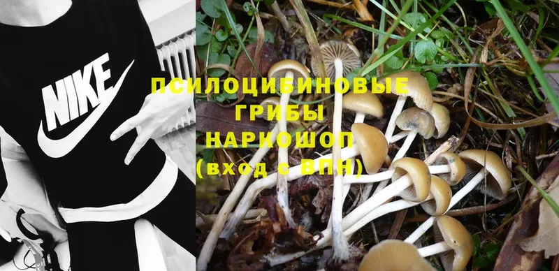 купить наркотики сайты  Камышлов  Псилоцибиновые грибы Cubensis 